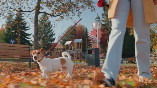 Woman with Jack Russell Terrier Enjoying Autumn Walk in City Park