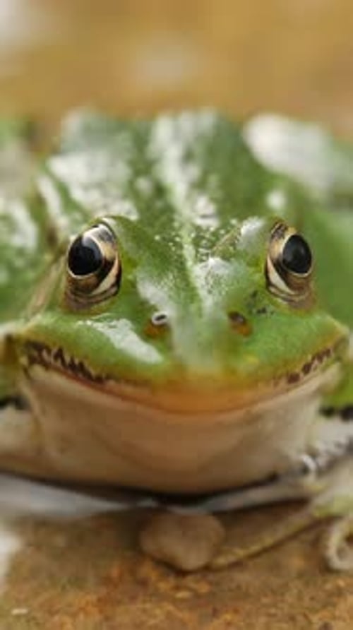 Gros plan d'une grenouille verte avec des yeux détaillés et une texture de peau (Vidéo verticale)