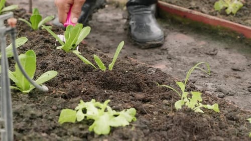 Nahaufnahme der Hände eines Landwirts, der im Gemüsegarten junge Salatsalatsetzlinge in den Boden pflanzt