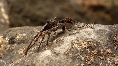 crab walks on the rocks looks out for the breeze
