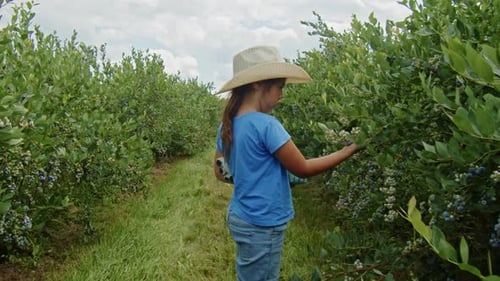 Girl Picking Blueberries On Sustainable Family Farm
