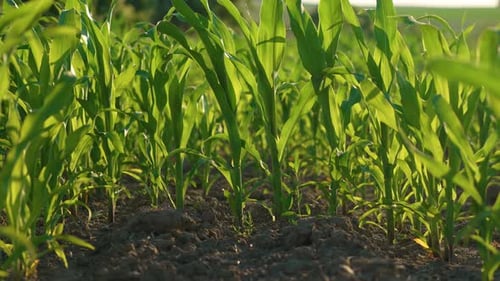 Corn Plantation at Sunset Field of Grain Green Maize Growing Cornfield