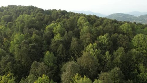 Aerial Shot Forest