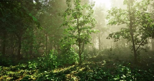 Sunlight Filtering Through Dense Trees in a Serene Forest Setting