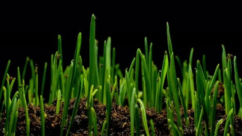 Growing wheat grass rising from soil time lapse 4k footage.