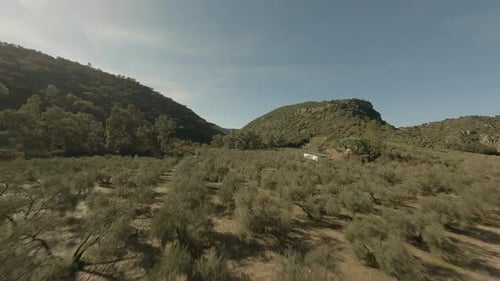 Tree top aerial flight over arid olive groves toward valley in Spain
