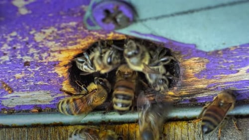 Honeybees Working Around the Hive Opening