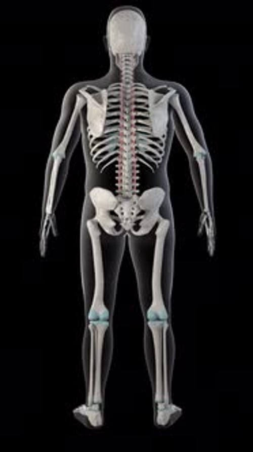 3D Human Skeleton Rotation with Highlighted Spinal Cord