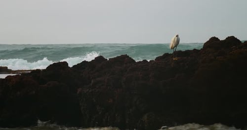 A bird standing a rock and looking around. Waves crash on the rocks creating a dynamic of movement a