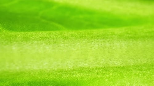 A fresh green leaves (Bok choy leaves) in macro video.