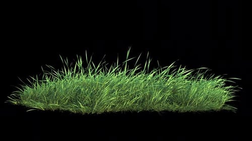 Grass Wind Loop on Alpha.