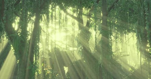 La lumière du soleil filtre à travers une végétation luxuriante dans un cadre forestier serein