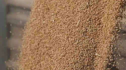 Flowing Wheat Grains in Golden Sunlight