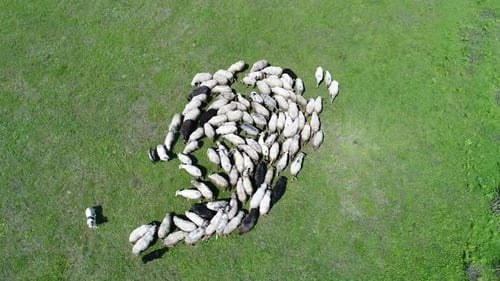 A Herd of Sheep Runs Across a Green Field in the Countryside