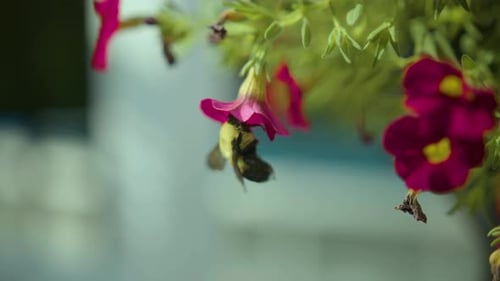 Bumblebee hangs onto a flower. Extends tongue to gather pollen and nectar. Close up.