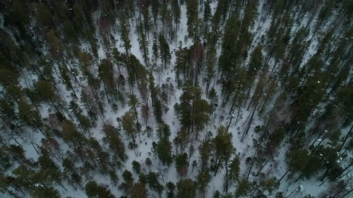 Aerial Tilt View Winter Forest Evergreen Trees on the Snow and Moutains with Snowcopped Peaks on the