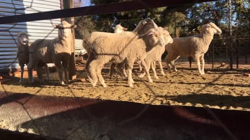 De curieux agneaux dans un camp clôturé attendent d'être nourris dans une auge métallique, en fin d'après-midi.