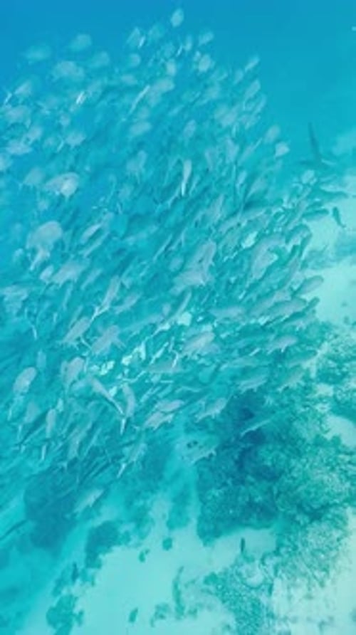 Underwater World of Maldives Islands a School of Fish Around a Snorkeling Facility a Bicycle at the