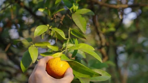 Hands Harvest Ripe Tangerine from Lush Tree
