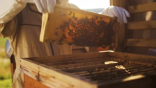 Honeycombs and Many Working Bees Concept of Beekeeping and Small Farming Production of Natural Honey