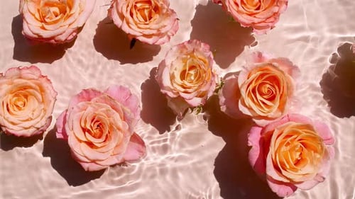 Flores rosas rosadas sobre la superficie del agua y de olas sobre fondo rosa Sol y sombras Agua rosa pura