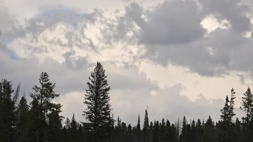Timelapse of clouds moving through the sky as trees are silhouetted