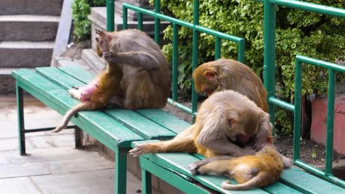 Group Of Monkeys Seen Grooming Each Other Sitting On Green Bench Monkey Temple In Kathmandu Nepal