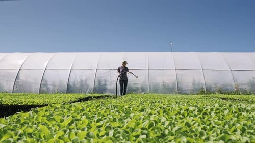 Pretty Farmer Irrigates Green Young Seedlings on the Field Near the Greenhouse