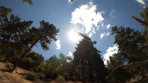 Time lapse of the sun and clouds crossing the sky between the silhouette of tall evergreen trees