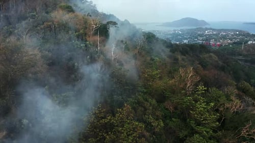 Fire in the tropical forest with smoke