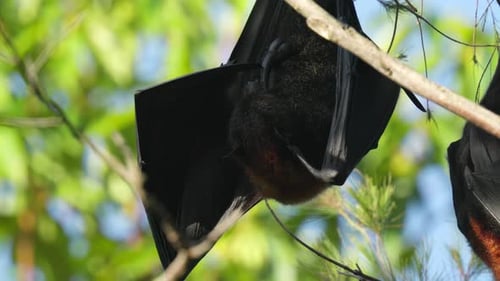 Murciélago frugívoro macho, también conocido como zorro volador, se limpia solo (primer plano)