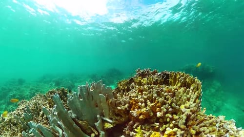 Coral Reef and Colorful Tropical Fish