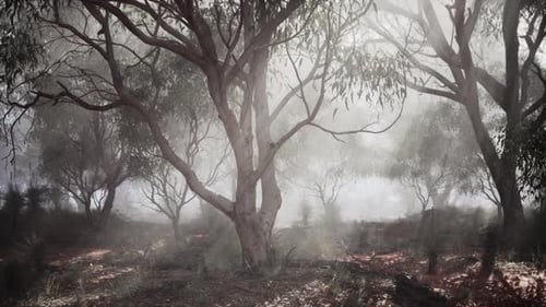 A Misty Forest with Dense Vegetation and Towering Trees