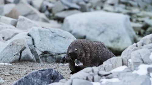 Antarctica Wildlife of Antarctic Fur Seal, Animals of Antarctic Peninsula Grooming on Mainland Land,