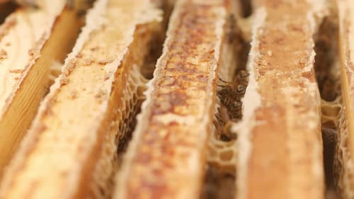 Bienen auf Waben im Bienenstock im Bienenhaus