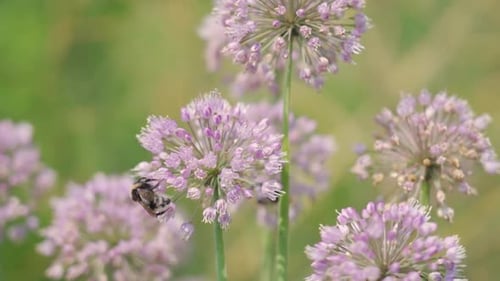 Bumblebee on Purple Allium Flowers