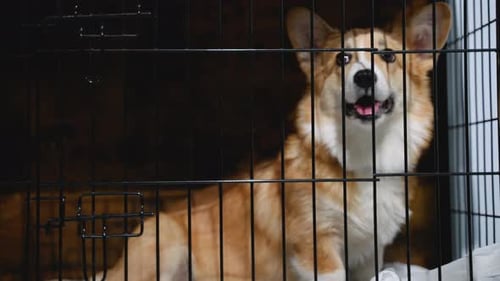 Un alegre perro Corgi se sienta cómodamente en una jaula en un salón de belleza