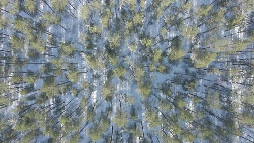 Top down aerial of treetops in beautiful forest in winter