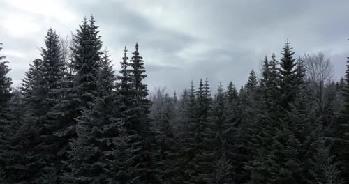 Aerial View of North Snowy Forest Winter Landscape Snowfall and First Fresh Snow Covered Forest Top