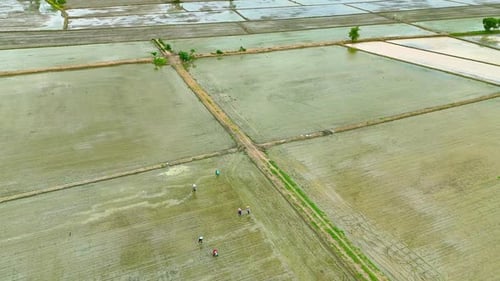 Drone Tilt Down Reveal of Farmers Planting in Rice Fields in Thailand
