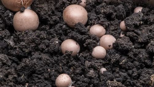 Man unscrews the ripe field royal mushrooms from the ground.
