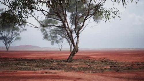 Solitary Tree Stands Amidst the Vast African Savanna on a Cloudy Day