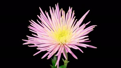 Pink and Yellow Flower Blooming on Black Background