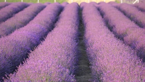 Lavender Field Rows in Rural Countryside Landscape