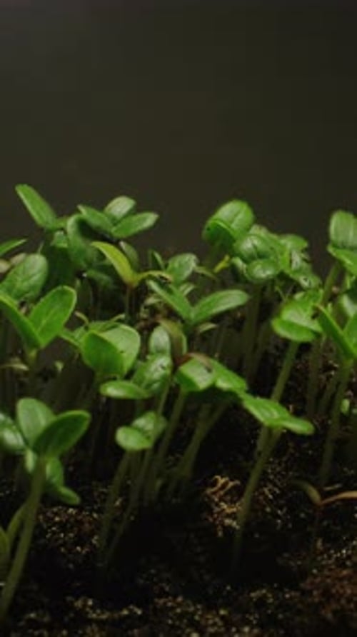 Seedlings Grow From Dirt in Timelapse Footage