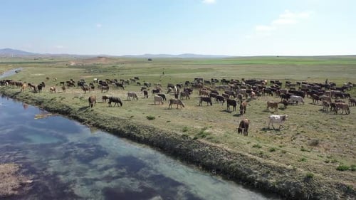 Aerial View Of Herd Of Cows Grazing In Wetland In Meadow 4