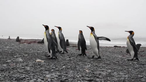 Penguins on Beach in Gray Hazy Weather