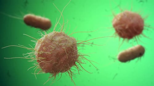 Realistic 3D Animation of Microorganisms and Bacteria