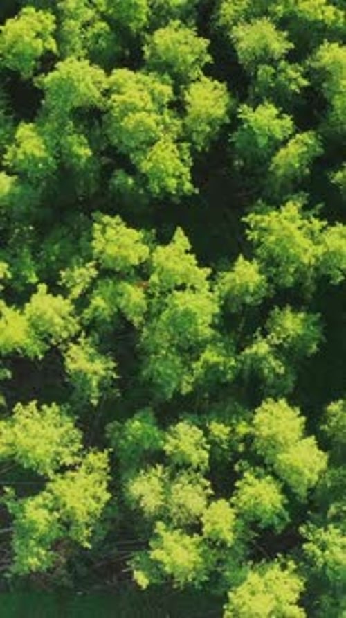 Aerial View Green Forest Deforestation