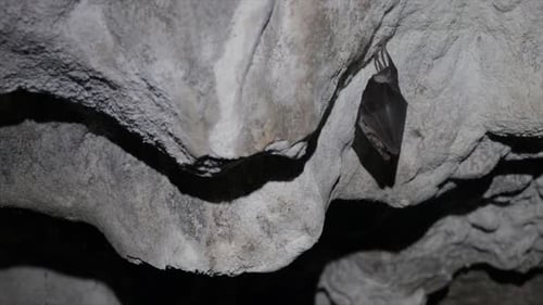 Schlafende Fledermaus hängt kopfüber an einem Felsen in einer Höhle. Unterirdisches wildes Tier.